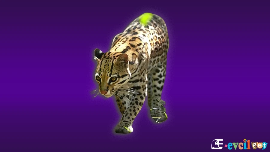 Margay Kedisi