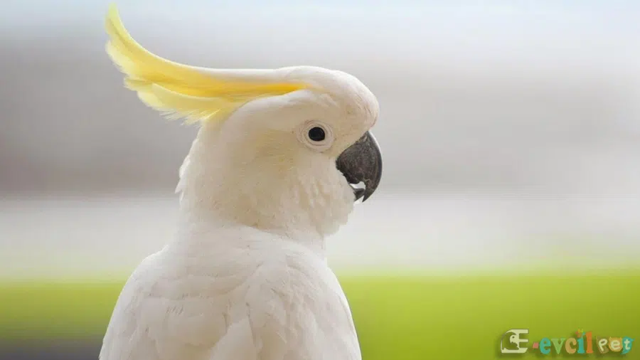 Kakadu Papağanı