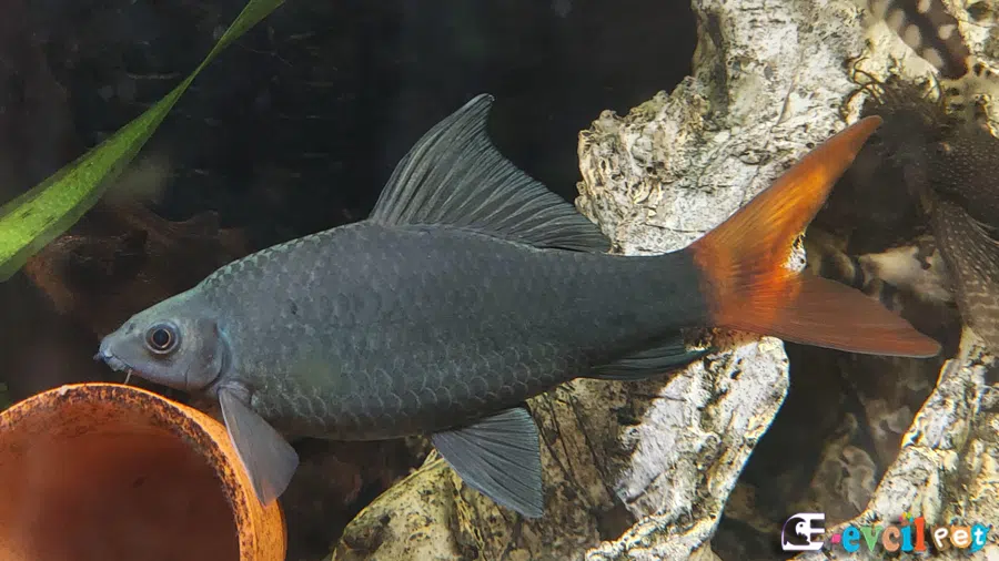 Epalzeorhynchos bicolor (Kırmızı Kuyruklu Köpek Balığı)