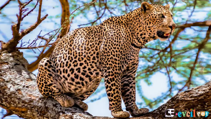 Leopar (Pars)