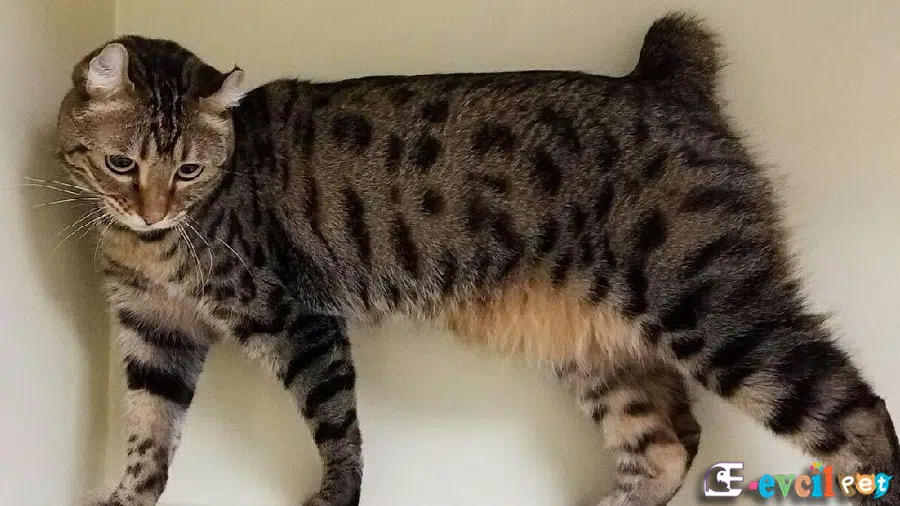 Highlander Kedi