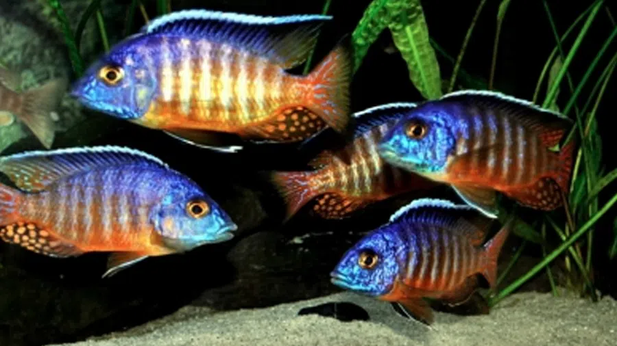 Placidochromis Johnstoni Akvaryumu
