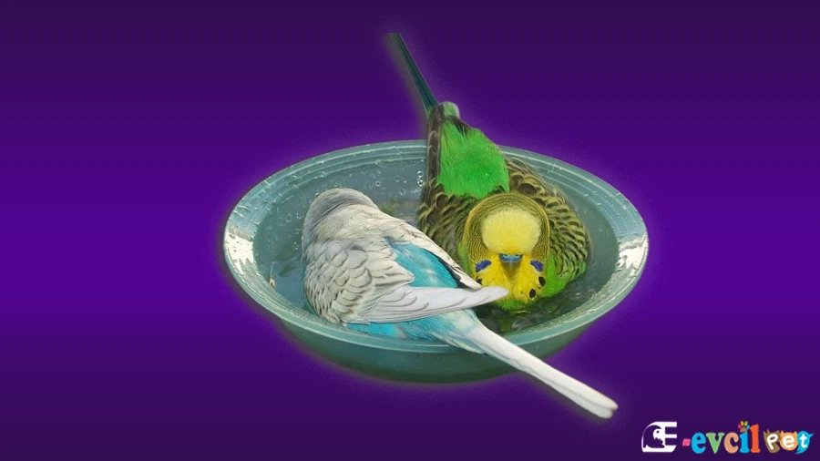 Muhabbet Kuşu Banyo