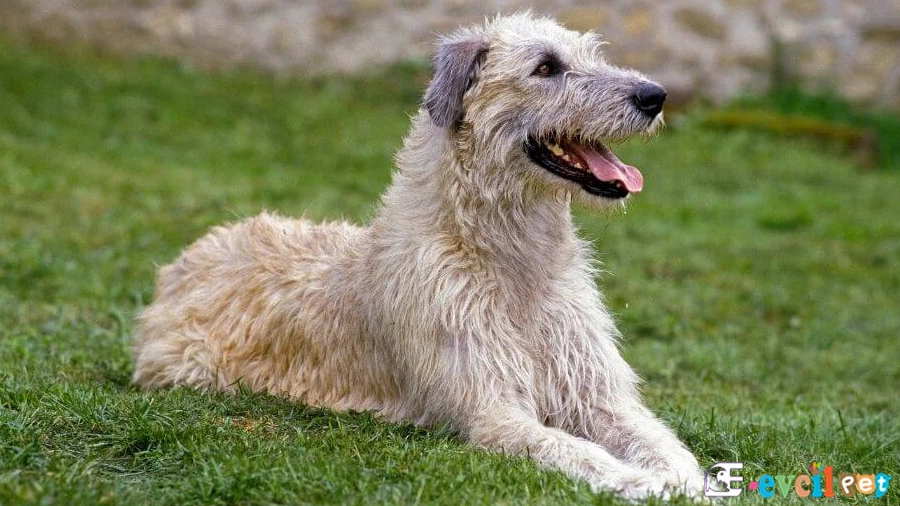 Irish Wolfhound Bakımı ve Beslenmesi (İrlanda Kurt Köpeği)