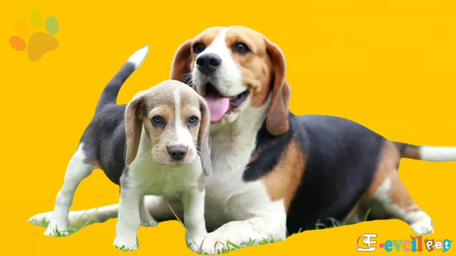 Beagle Karakter Özellikleri
