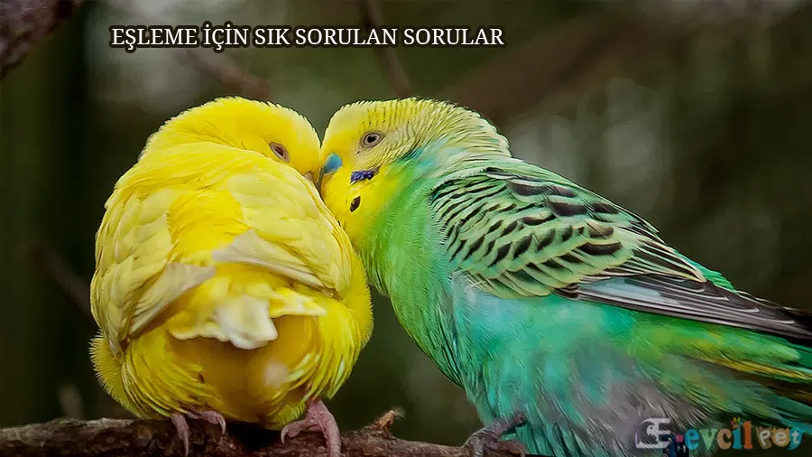 Eş Olmuş Muhabbet Kuşu