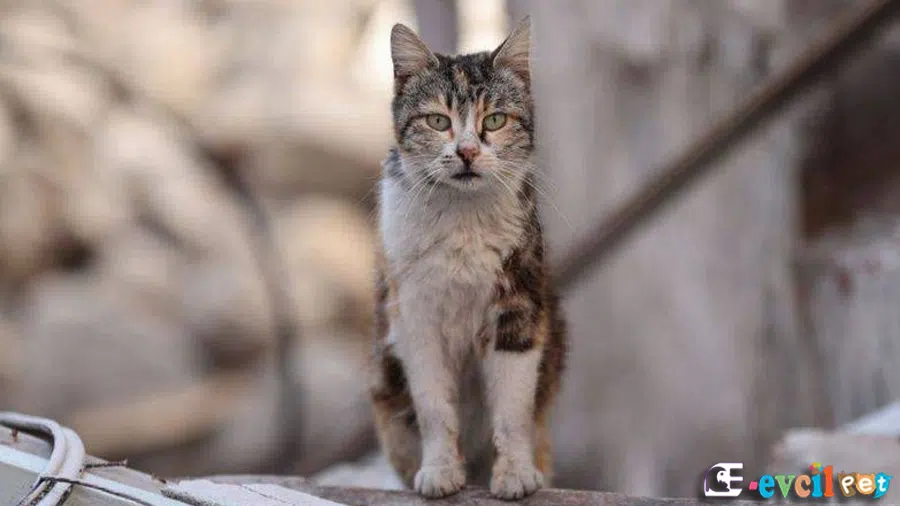 Kıbrıs Kedisi