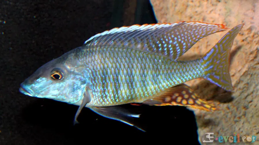 Taeniolethrinops praeorbitalis Erkek