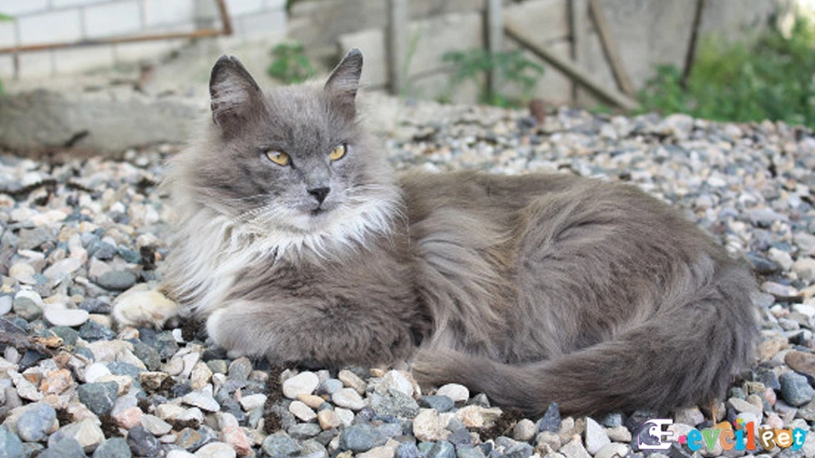 Nebelung Kedisi