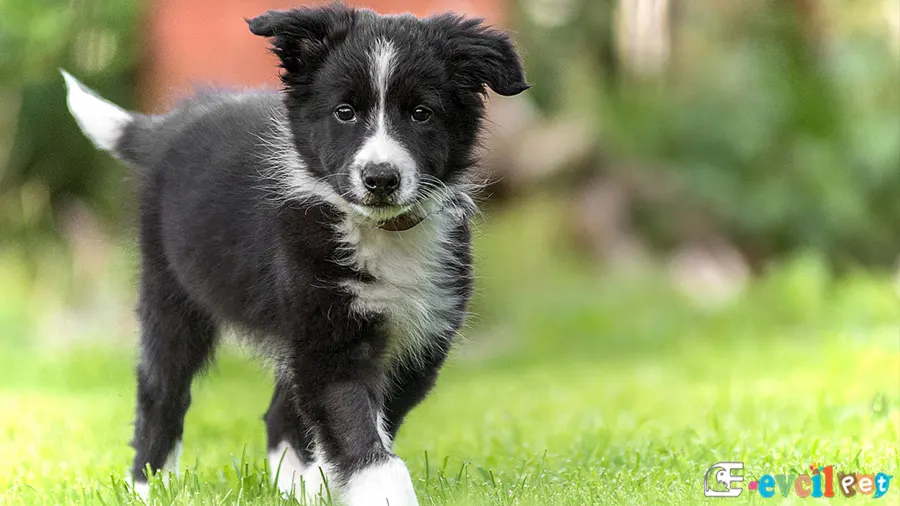 Border Collie Sağlık Sorunları Hastalıkları