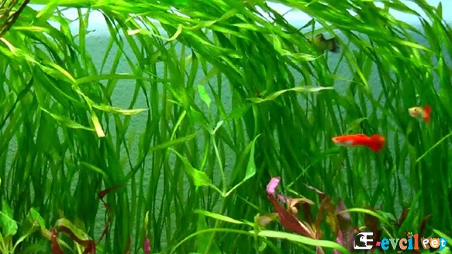 Vallisneria, saz bitkisi