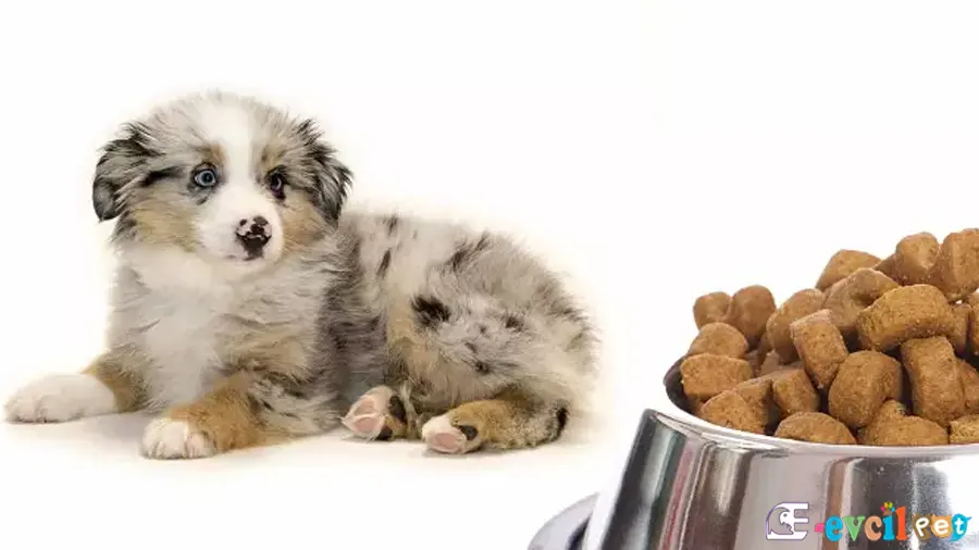 Yavru Köpek Nasıl Beslenir?