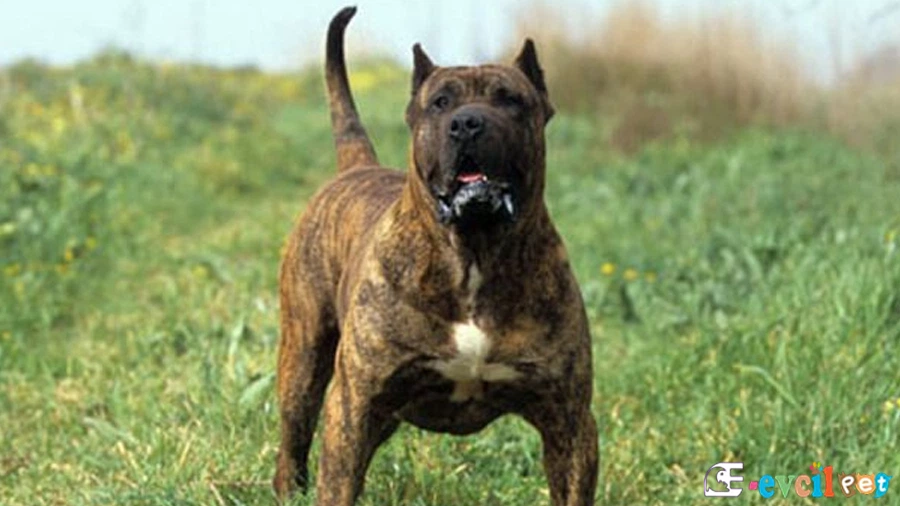 Perro de Presa Canario (Kanarya Mastiff)