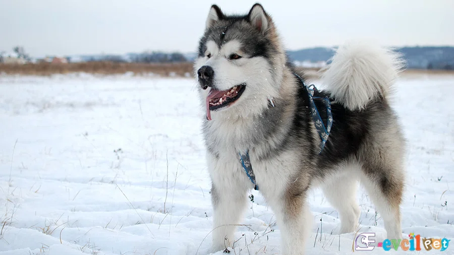 Alaskan Kurdu Malamute Karakter Özellikleri