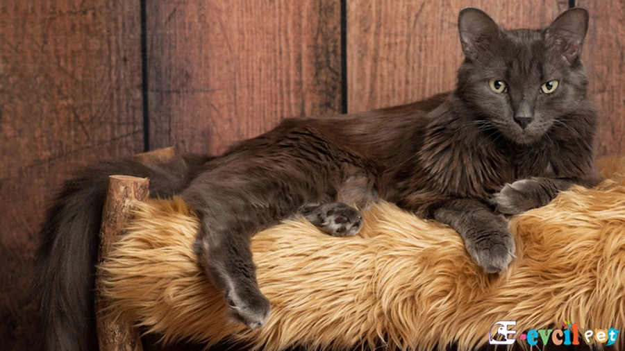 Nebelung Kedisi