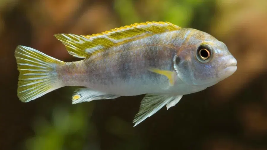 Labidochromis sp. (Perlmutt) Akvaryumu