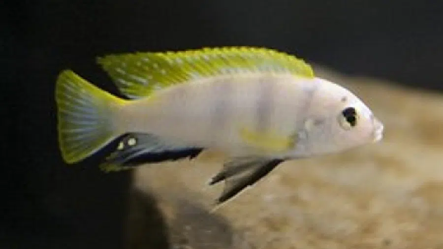 Labidochromis sp. (Perlmutt) Erkek