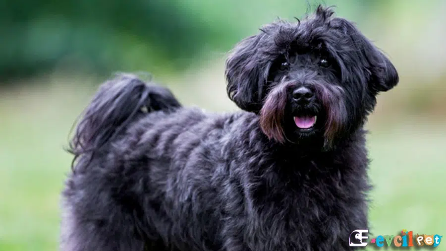 Siyah Schnoodle