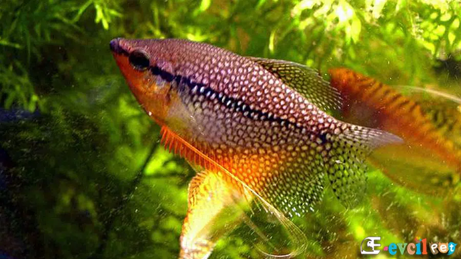 Parlayan İnci Gurami