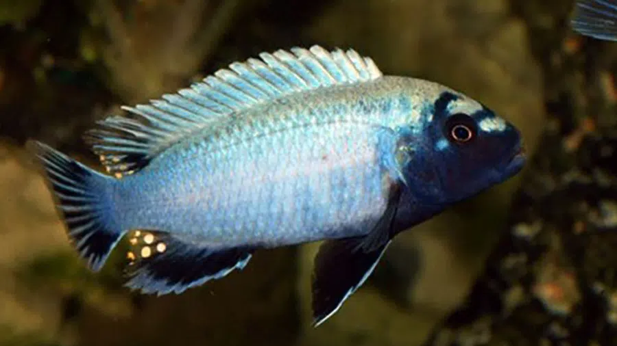 Pseudotropheus Polit Erkek