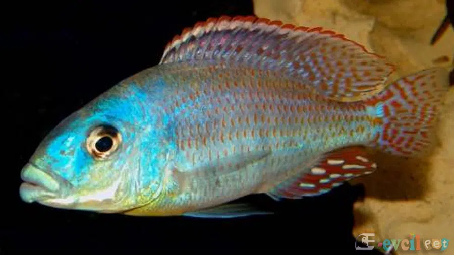 Chilotilapia Euchilus Erkek