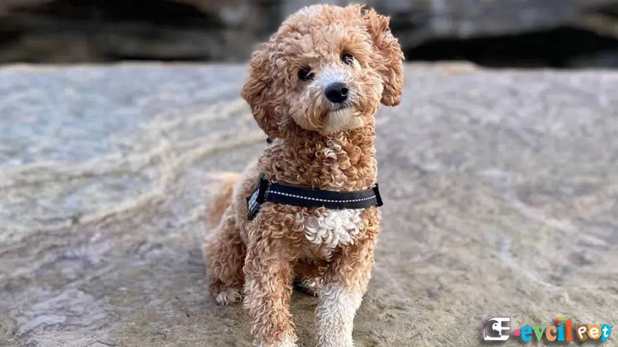 Poochon