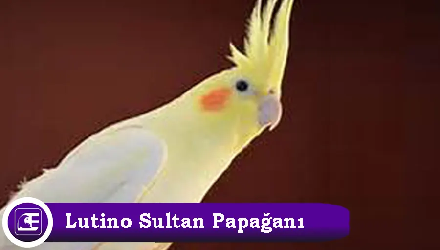 Lutino Sultan Papağanı Türü