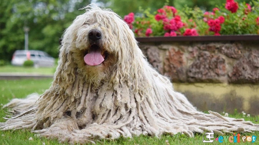 Komondor Bakımı ve Beslenmesi