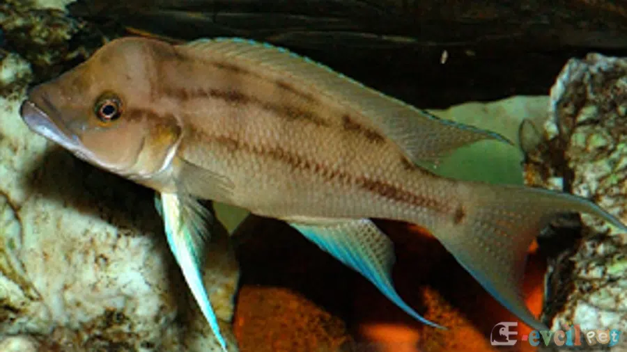 Neolamprologus Longicaudatus Erkek
