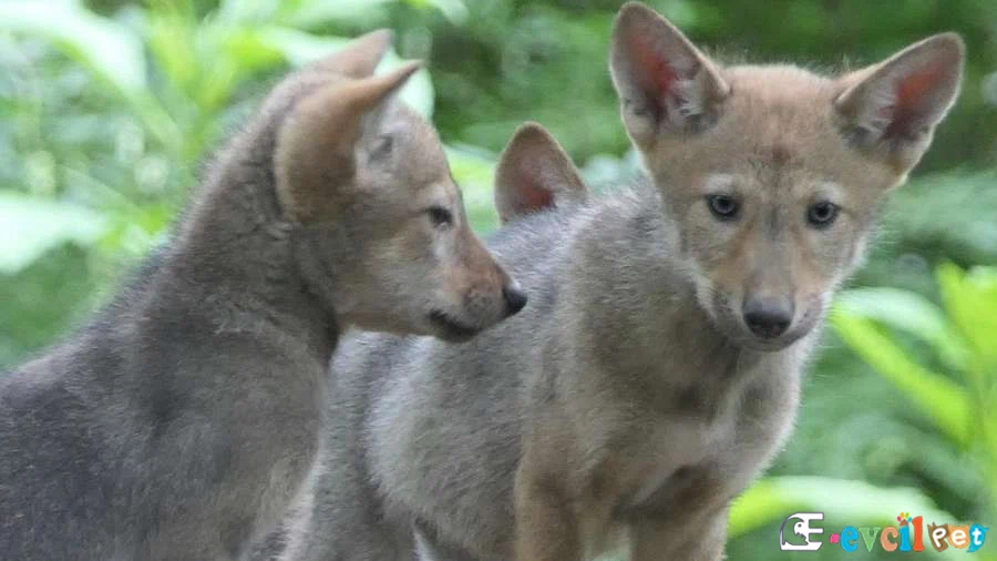 Çekoslavakya Kurt Köpeği (Czechoslovakian Wolfdog) Çekoslavakya Kurt Köpeği Genetik Sağlık Sorunları Hastalıkları (Czechoslovakian Wolfdog)