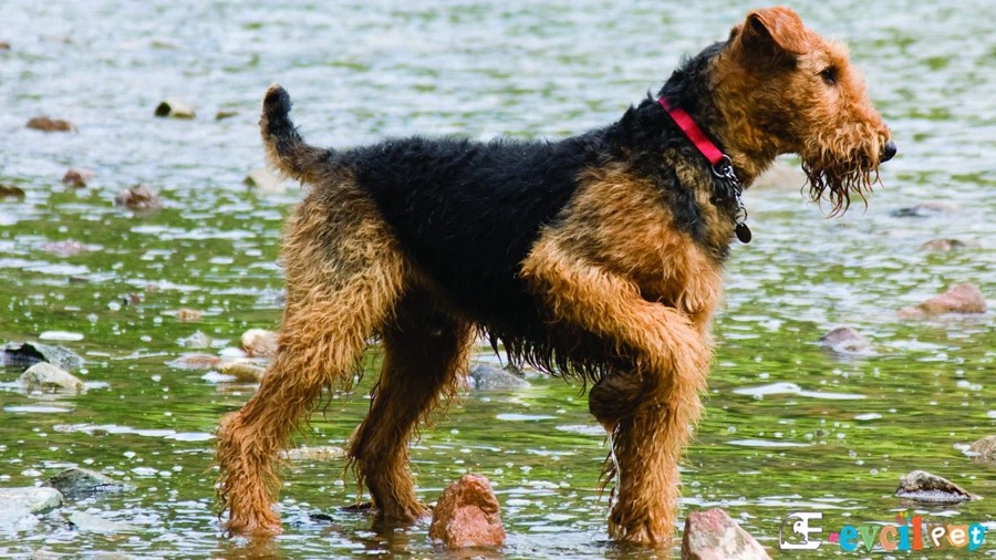 Airedale Terrier Airedale Terrier Temel Eğitimi ve Tuvalet Eğitimi