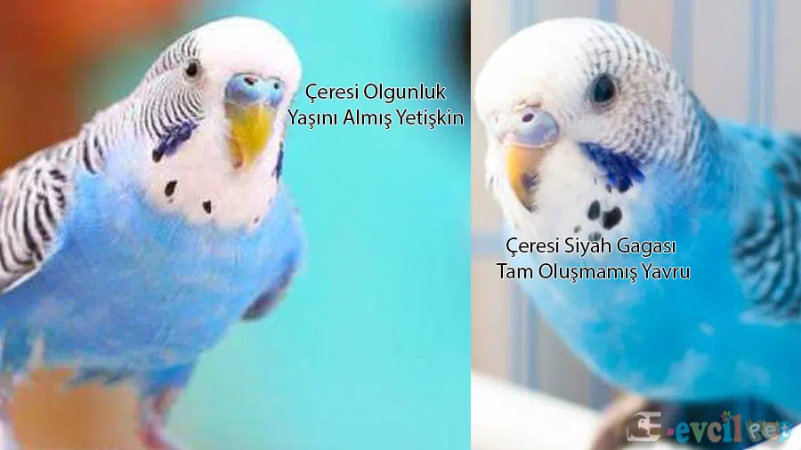 Çere Rengine Göre Yaş Tahmini