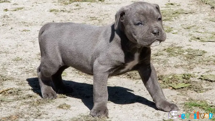 Cane Corso Temel Eğitimi ve Tuvalet eğitimi