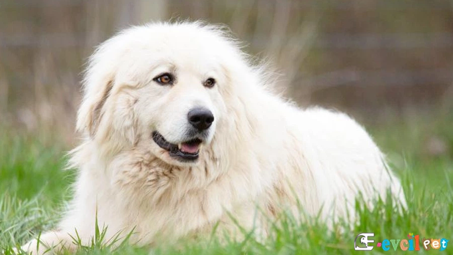 Pyrenees Çoban Köpeği Fiziksel Özellikleri
