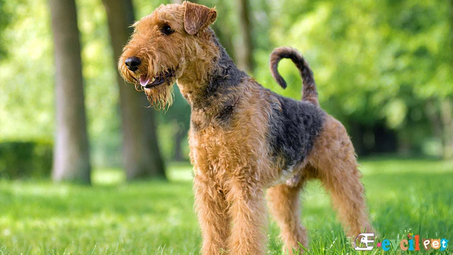 Airedale Terrier Airedale Terrier Bakımı ve Beslenmesi