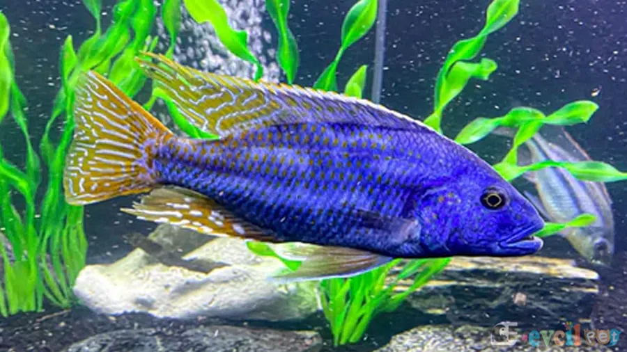 Nimbochromis fuscotaeniatus (Fusco) Erkek Genç