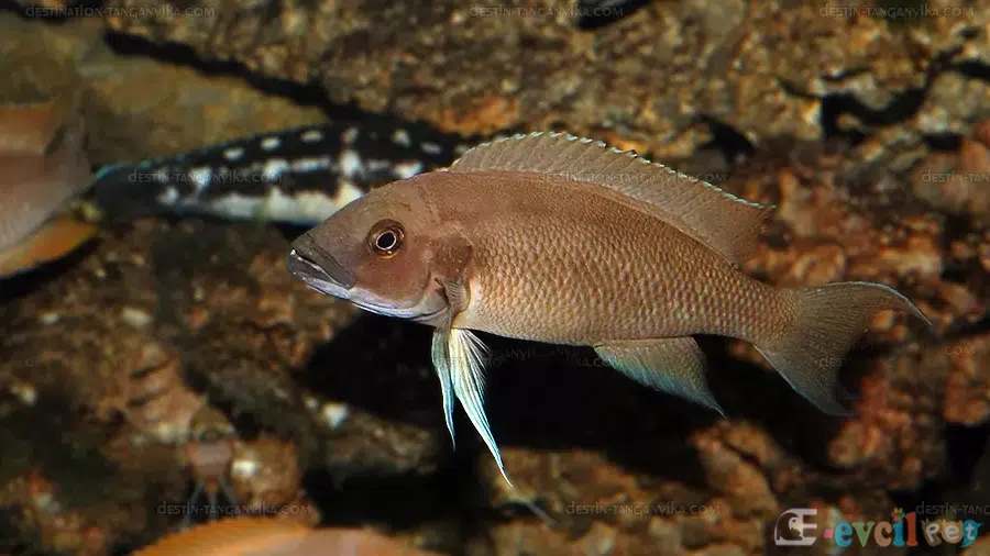 Neolamprologus Longicaudatus Akvaryumu