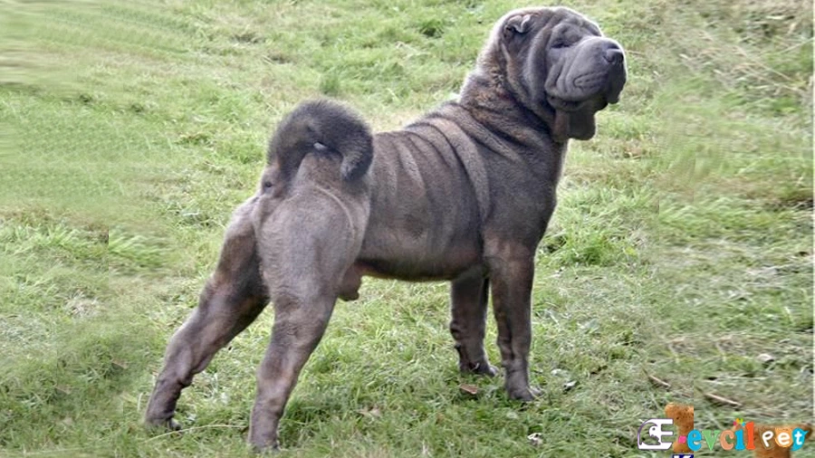 Chinese Shar Pei