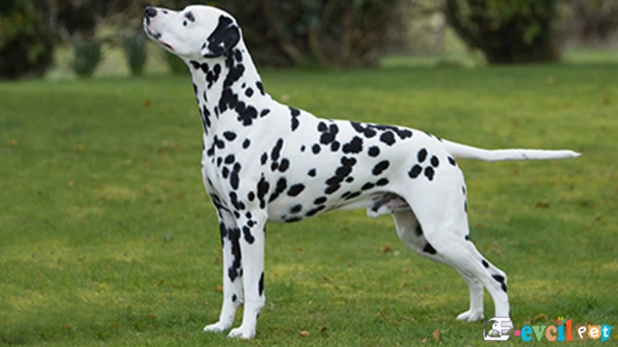 Dalmaçyalı (Dalmatian)