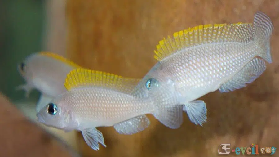 Neolamprologus caudopunctatus Akvaryumu