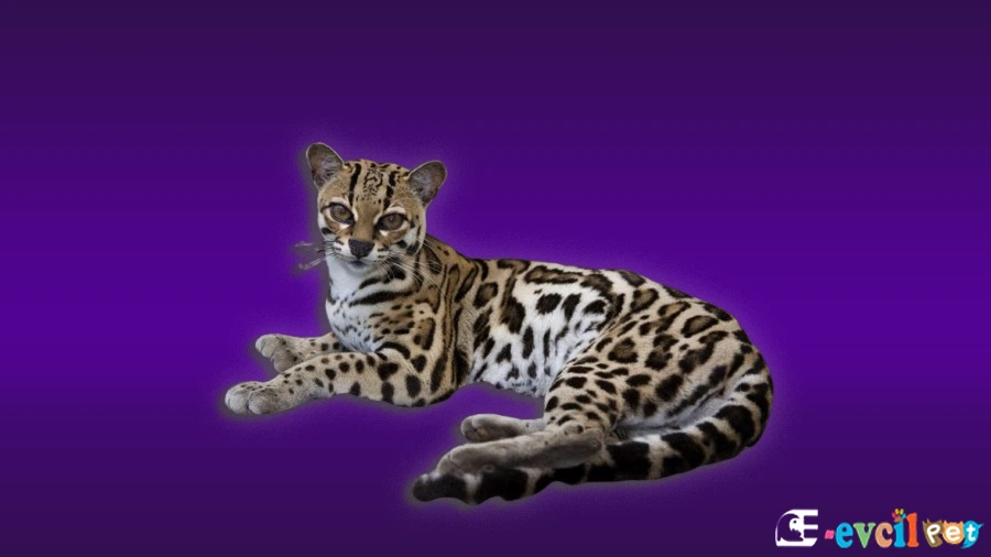 Margay Kedisi