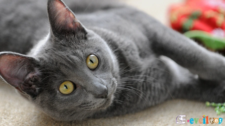 Korat Fiziksel Özellikleri