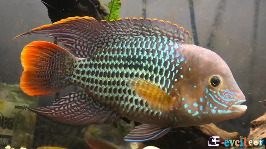 Green Terror Chiclet (Andinoacara rivulatus) Akvaryumu