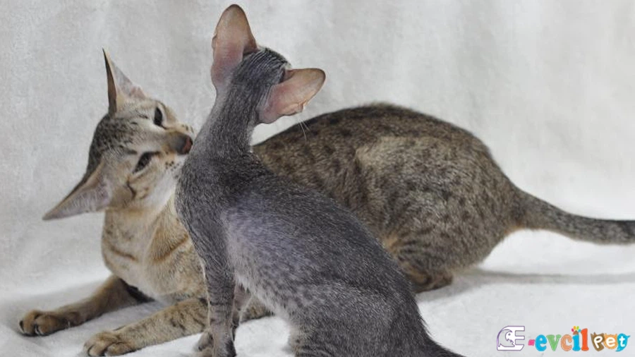Oriental Shorthair Genetik Sağlık Sorunları
