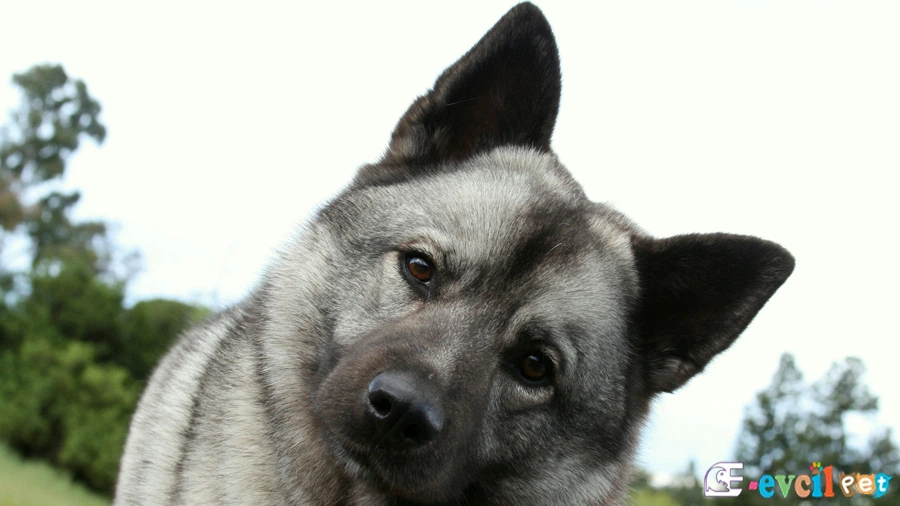Norwegian Elkhound Karakter Özellikleri