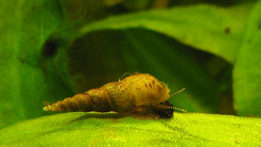 Malezya Trompet Salyangozu (Melanoides tuberculata)