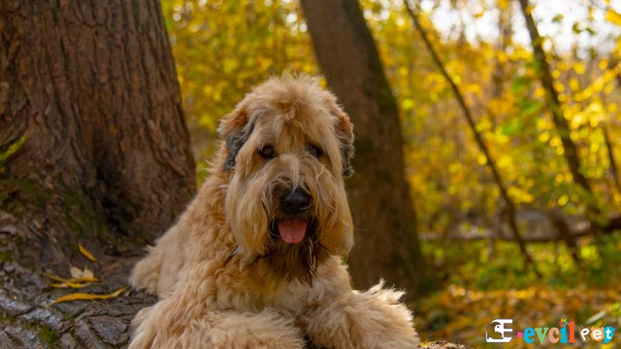 Soft Coated Wheaten Terrier Temel Eğitimi ve Tuvalet Eğitimi