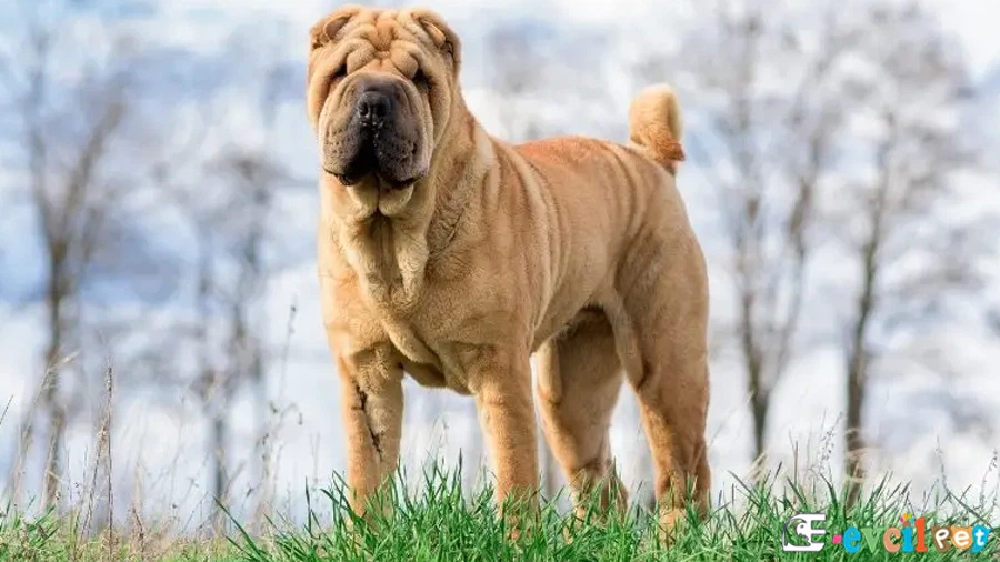 Chinese Shar Pei