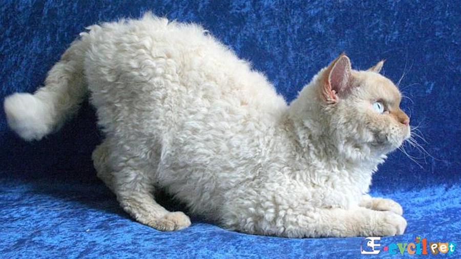 Selkirk Rex Kedisi