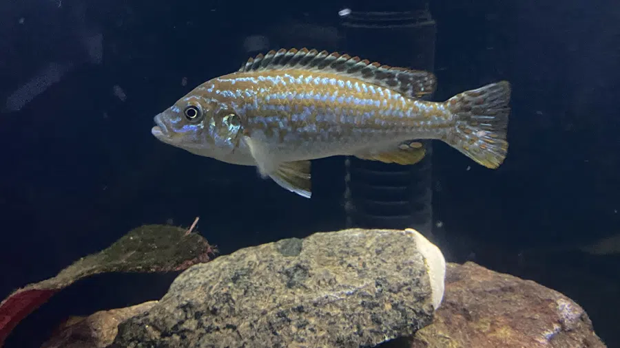 Labidochromis Textilis Akvaryumu